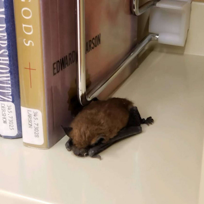Camas Public Library Had an Unexpected Visitor: One of the Staff Members Found It Sleeping Next to the Books