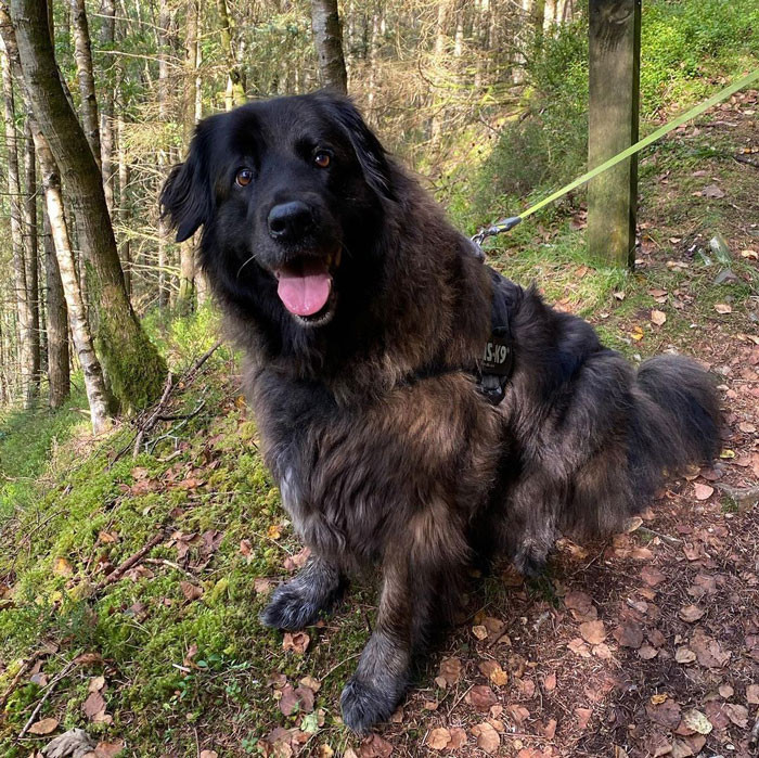 14. Estrela Mountain Dog