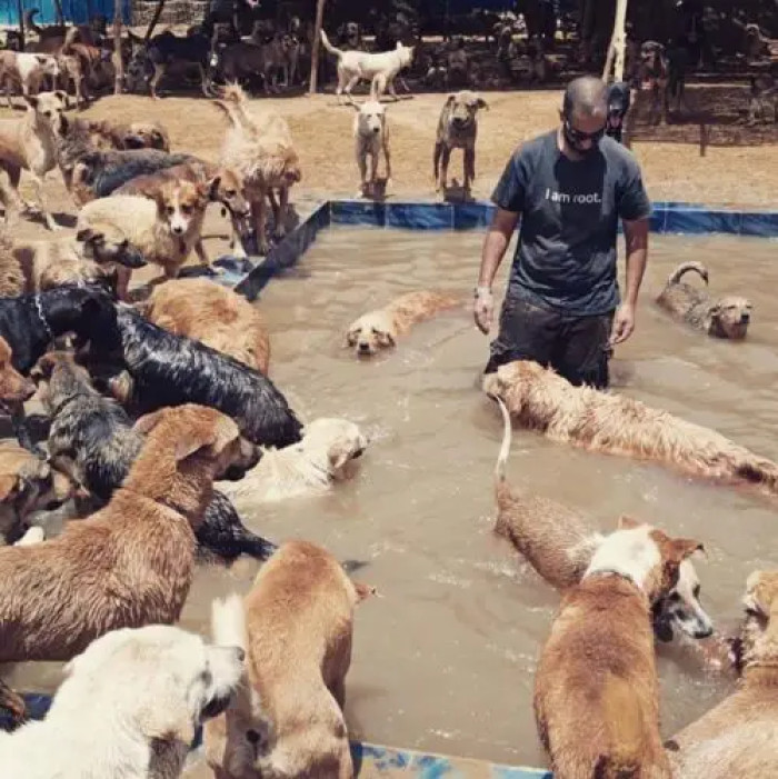 Ahmed hopes to see all of these wonderful pups find their forever homes