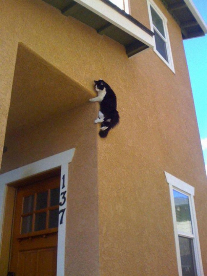 9. It seems like this cat's not coming down anytime soon