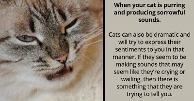 9 Telltale Signs Your Cat May Be Unhappy