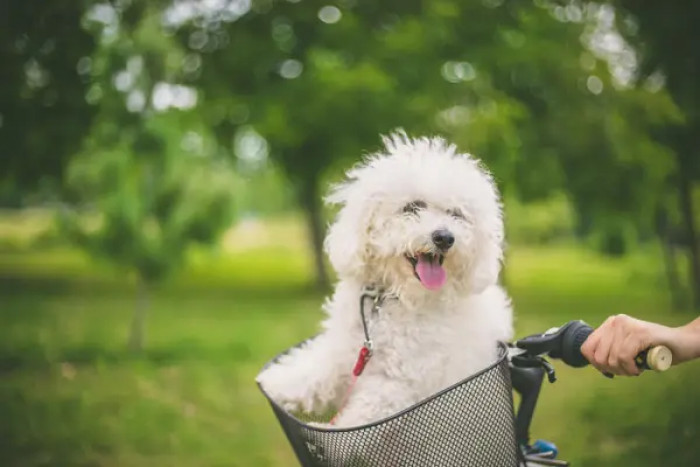 1. Bichon Frise