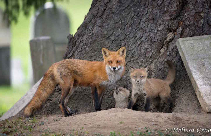 She then made it her mission to photograph them