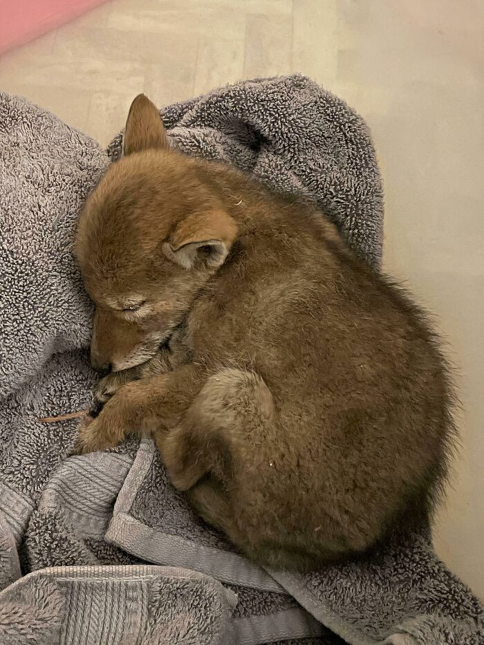 "Coyote Pup Rescue"