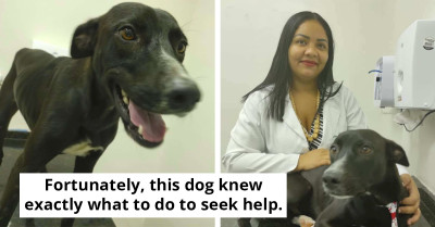 Injured Stray Dog Walks Into Vet Clinic Alone Seeking Assistance
