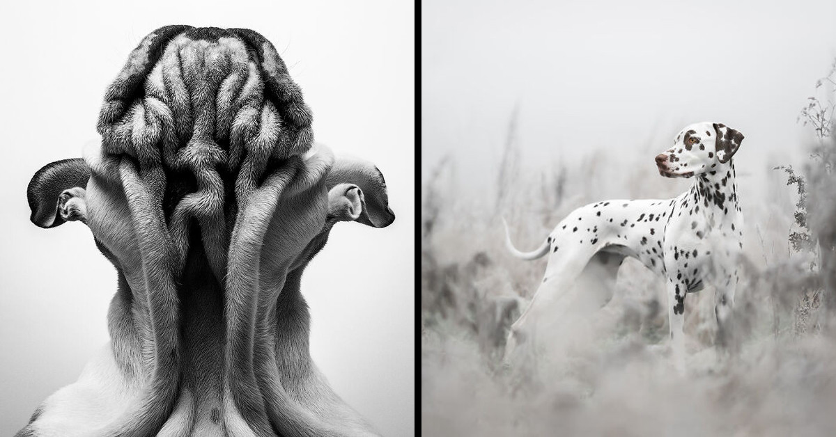 The Dog Photographer Of The Year 2022 Awards Selected These 12 Beautiful Images As The Best