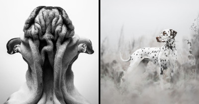 The Dog Photographer of the Year 2022 Awards Selected These 12 Beautiful Images as the Best