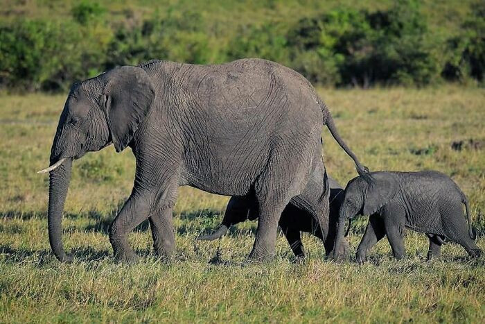 "A mother and her two twins. What an amazing sight! Elephants are by far my favorite animals, and I did not get to spend enough time with them."