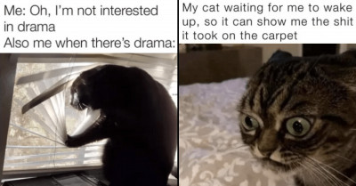 18 Purrfectly Funny Cat Memes And Tweets To Enjoy Any Time Of Day Or Night