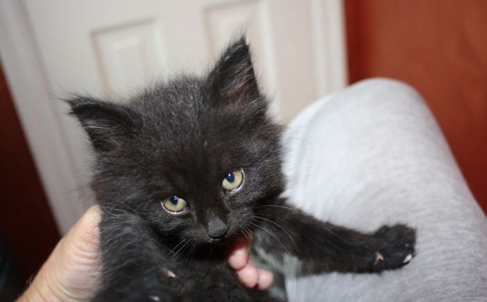 Meet the kitty named Smudge