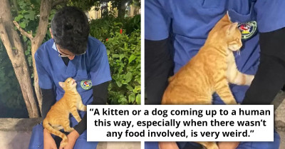 Stray Cat Finds Exhausted Nurse And Snuggles Up For A Nap, Providing Them Both With Much-Needed Comfort