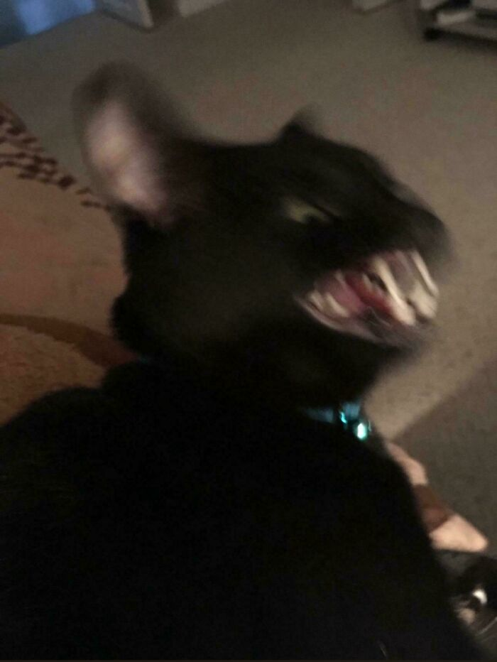 3. No thoughts, only rage and the zoomies.