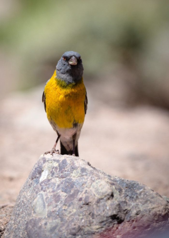 16. Mosaic and melanin color canaries