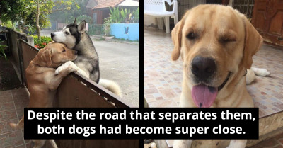 Lonely Dog Sneaks Out Of The House Whenever His Owner Isn't Around To Go Give His Bestie An Adorable Hug