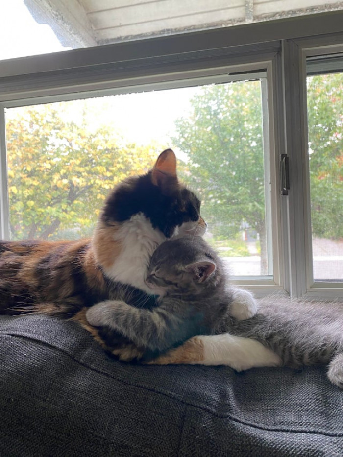 24. My cat is absolutely obsessed with our new kitten