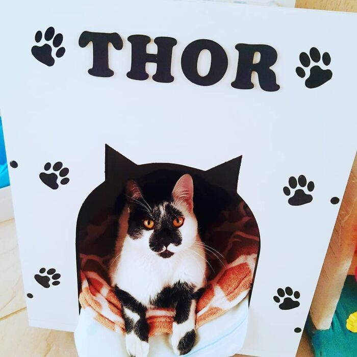 Competing against thousands of cats from across Brazil, Thor stood out not just for his looks but for what he represents: the beauty of everyday pets who give love without needing a pedigree