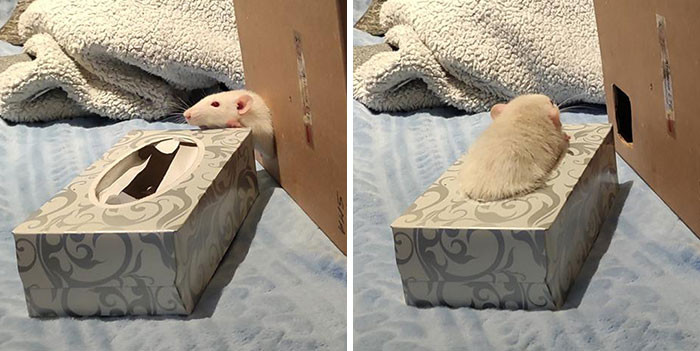 41. I Rat Therefore I Sat