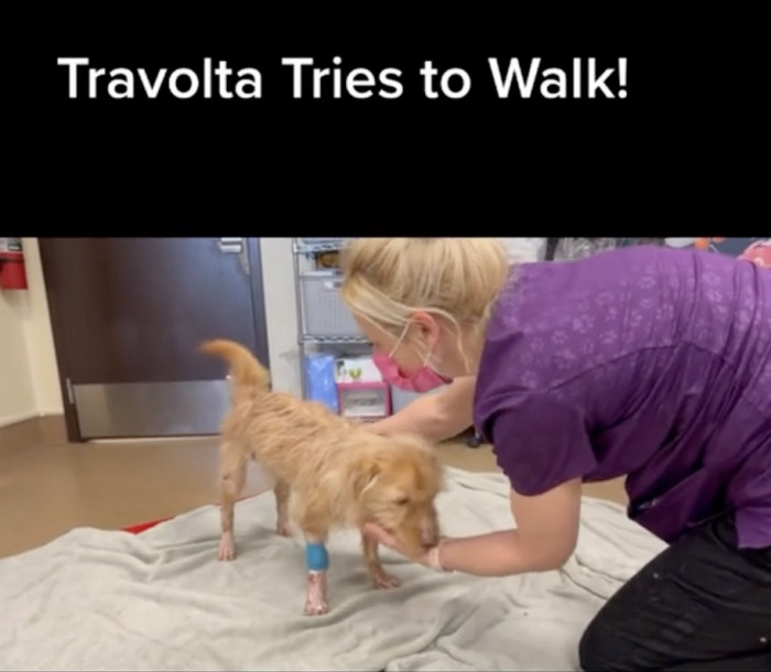 Soon enough, Travolta was strong enough to attempt walking!