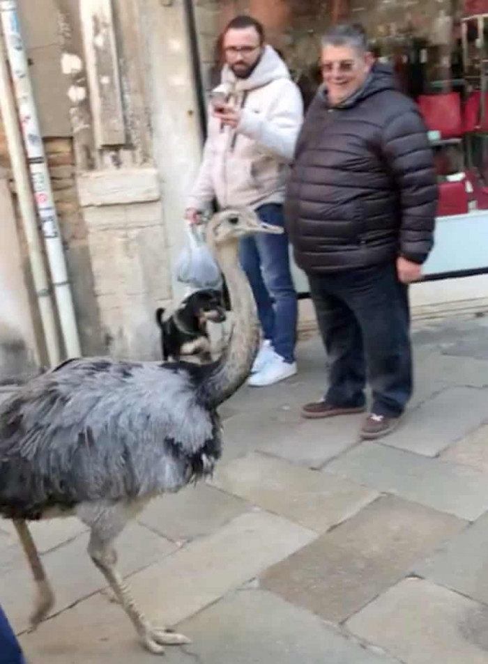 The owners explained that Nina and Nande aren't dangerous