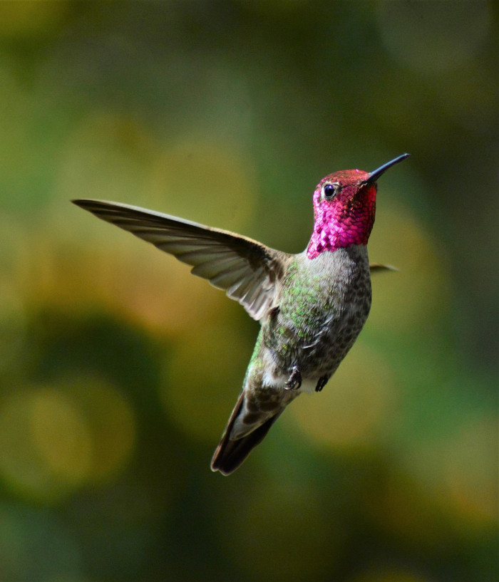The Four Forces of Bird Flight