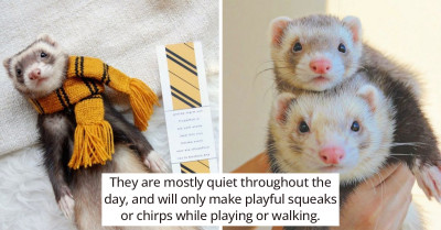 21 Compelling Reasons Why Ferrets Actually Make Good Pets