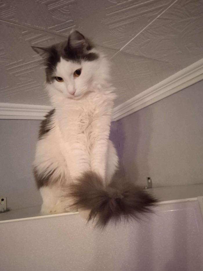 “He changed my life,” Irene says. “He's my personal little sunshine with his endless energy. It's like having a little child… it teaches you a lot.”