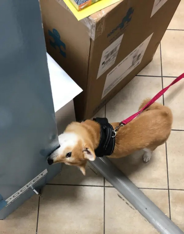 13. They're wonderfully weird.