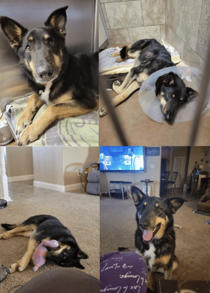 9. "6 months ago, Remy was surrendered to my workplace when his owner couldn't afford the surgery he needed. Now he's a spoiled snuggle bug, and I can't imagine life without him!"