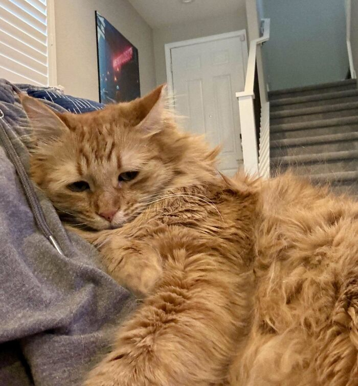 44. The look of someone who’s 90% fur, 10% existential dread.