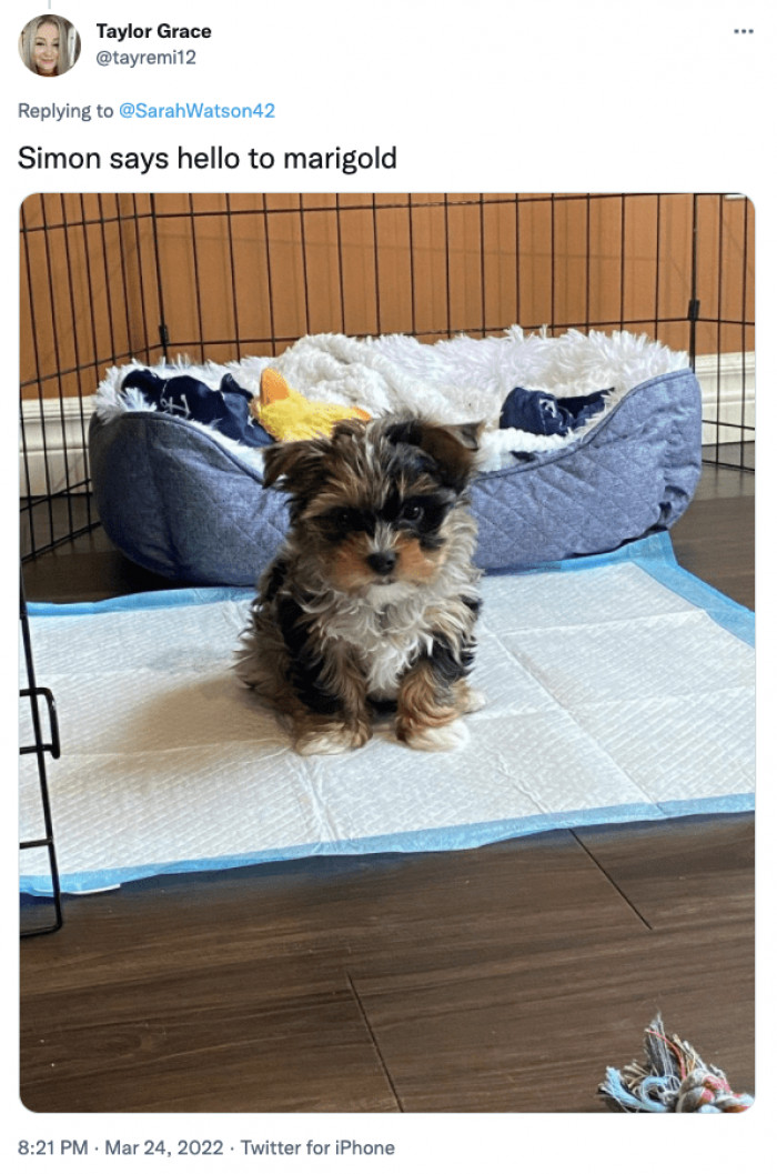 29. Simon is such a handsome little pup!