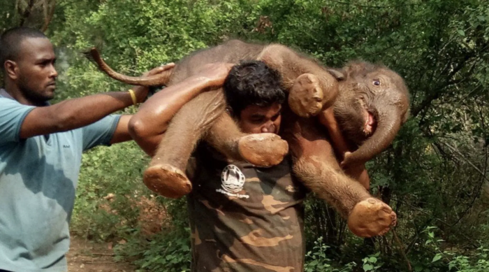 Carrying that baby elephant like it's a sack of potatoes!
