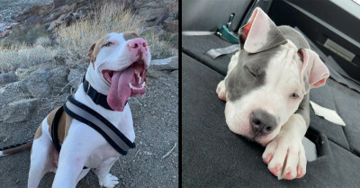 18 Pictures That Prove Pit Bulls Are Cuter Than They Could Ever Be Scary