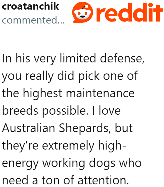 Or maybe he was too overwhelmed because the breed is high maintenance.