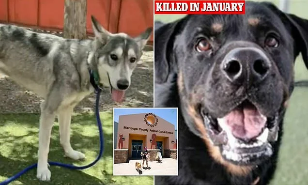 A Redditor shares a story about a dog mistakenly euthanized by a shelter.