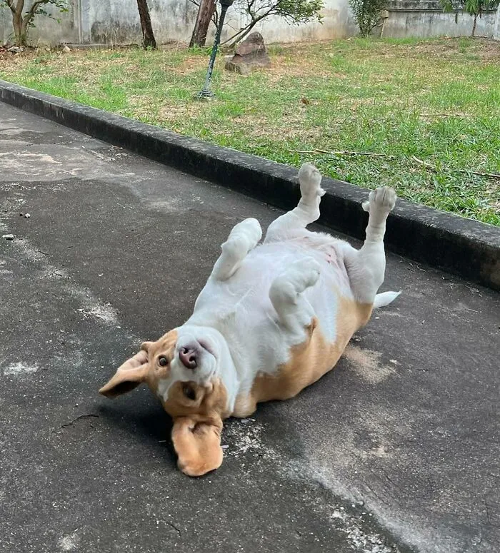 13. “He’s not stuck — he’s just philosophically opposed to getting up.”