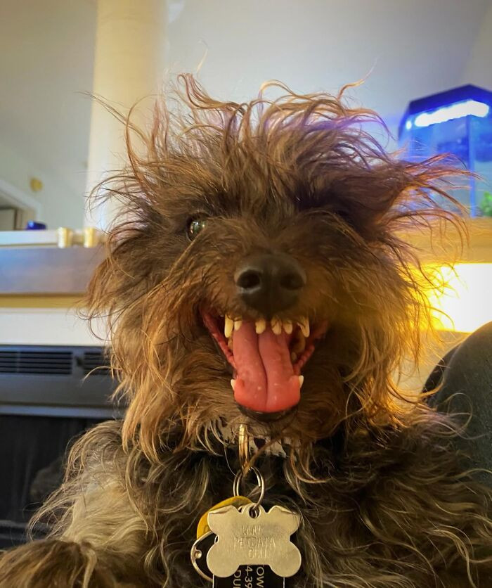 "My Friend’s Dog. 😅 5 Pounds Of Evil. 😂"