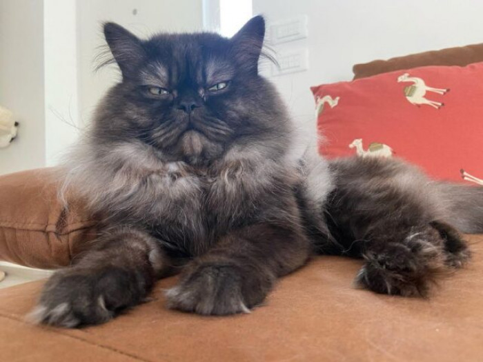 5. Meet Bortolo. The leader of grumpy cats.