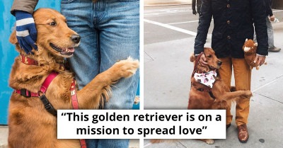 Golden Retriever Dedicates Two Hours Daily to Shower Strangers with Hugs on Her Strolls