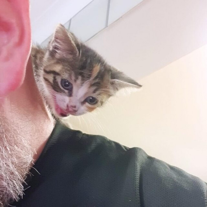 Meet Ratbag the Vandal