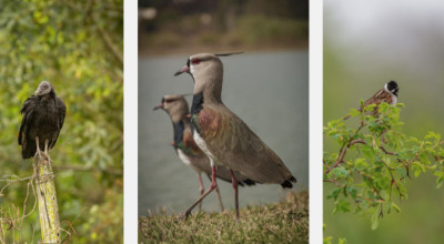 Are Birds Mammals? Here Is How They Are Classified