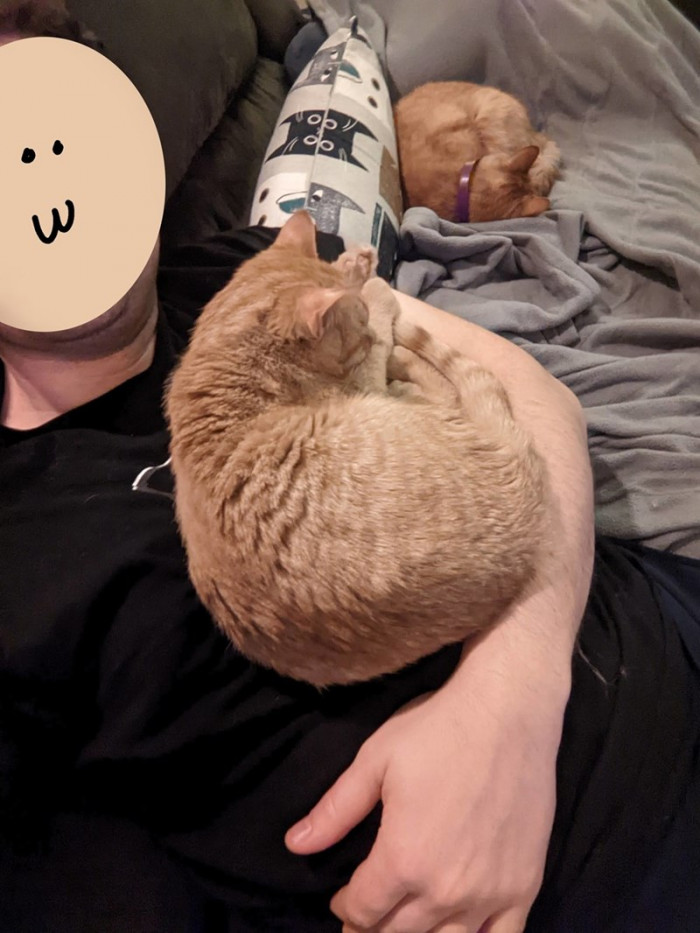 Teddy monopolizes his owner's arm while Tink enjoys the heated blanket