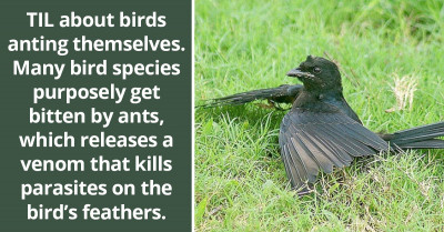 Redditors Learn How Some Bird Species Purposely Get Bitten By Ants, So Their Venom Can Kill Parasites On The Bird’s Feathers