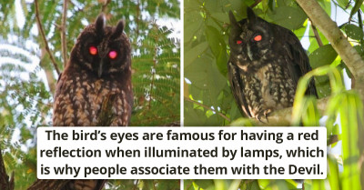 Terrifying Images Of The Devil-Red Reflected Eyes Of The Stygian Owl