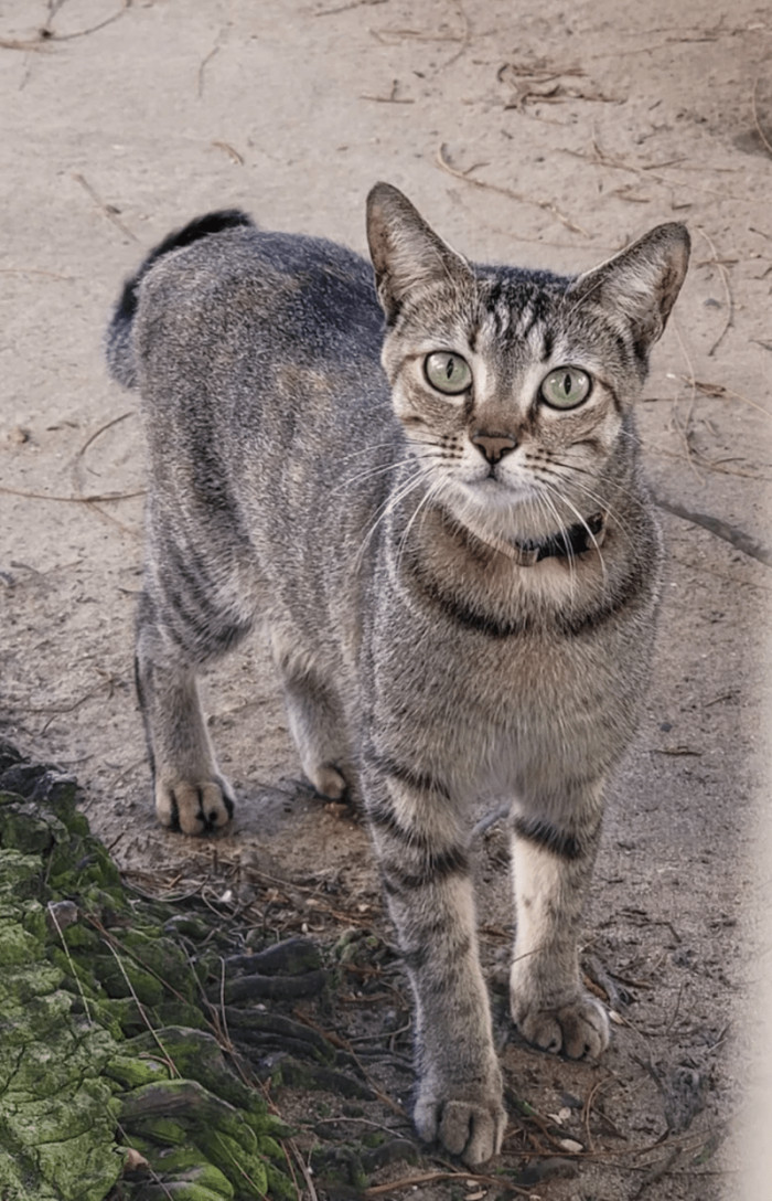 12. "Not my cat living in my Airbnb in Puerto Rico. We had coffee and a cigarette every morning on the beach. I'll miss those pretty eyes."