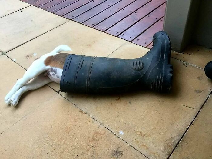 "My Jack Russell 'Dahl' Asleep In A Gum Boot"
