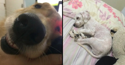 Take A Look At These Super Sweet Pictures Of Dogs Getting Cozy