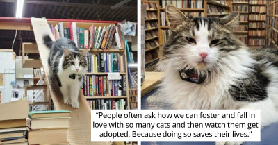 In This Charming Bookstore, A Cat Might Fall Into Your Arms While You're Browsing for Books or Reading