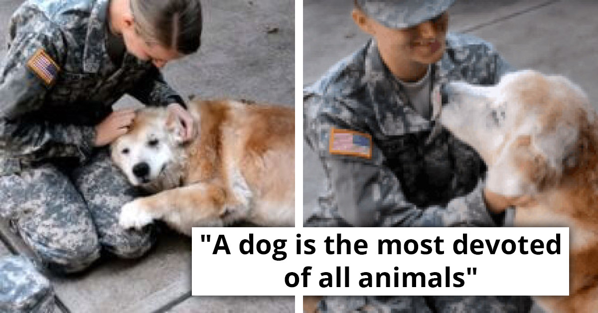 This Elderly Dog Couldn't Hold The Tears Back After His Best Friend Returned From The Army