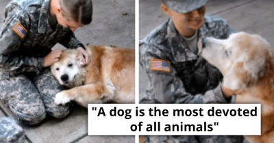 This Elderly Dog Couldn't Hold The Tears Back After His Best Friend Returned From The Army