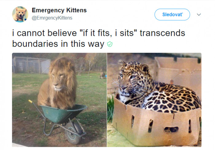 12. All cats are cats